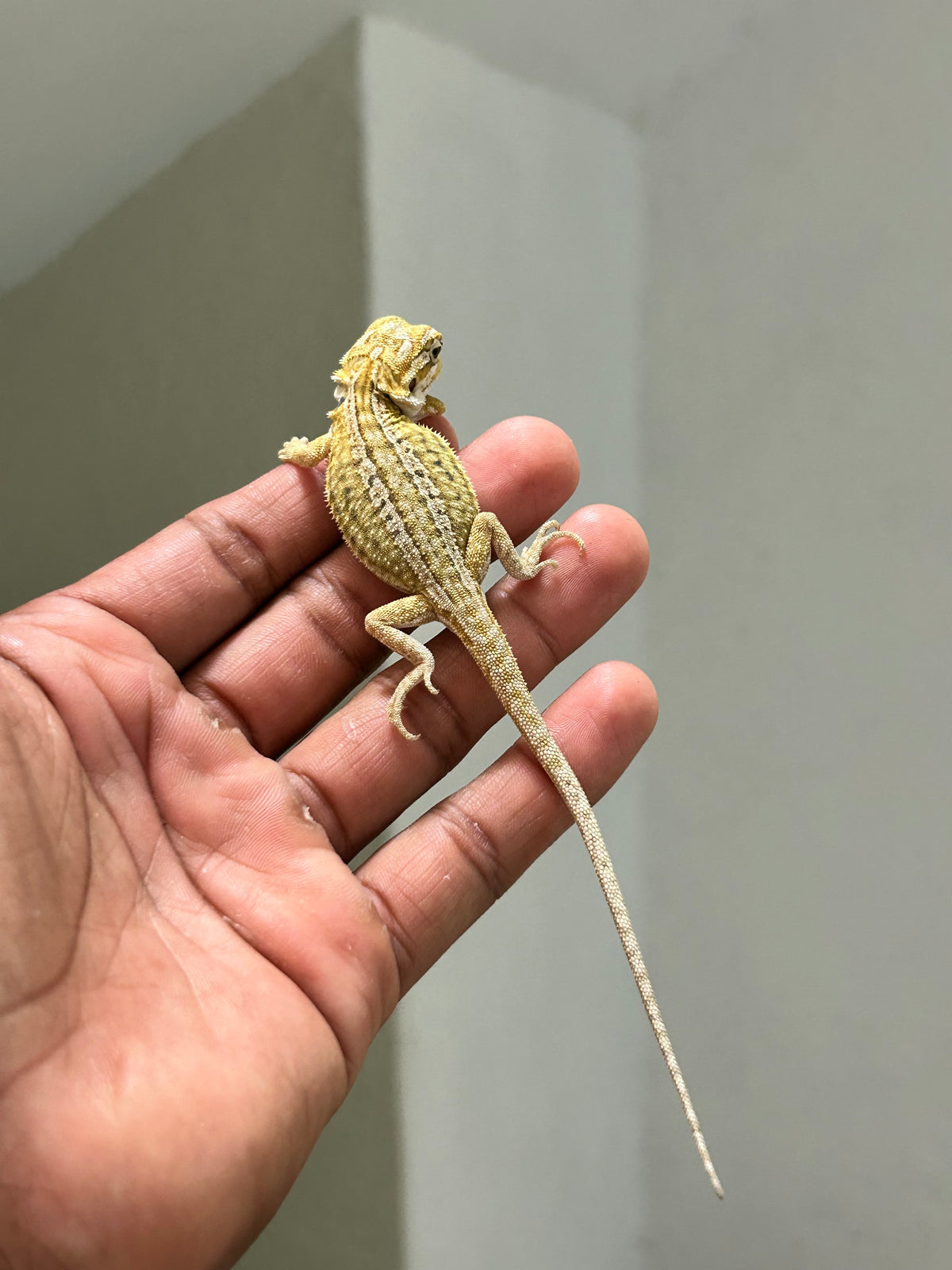 Pogona Citrus Hypo leatherback dunner macho
