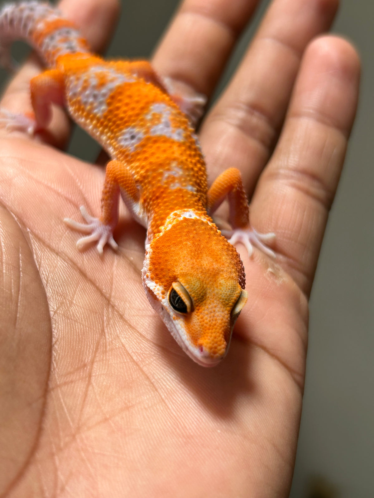 Gecko leopardo Blood inferno macho