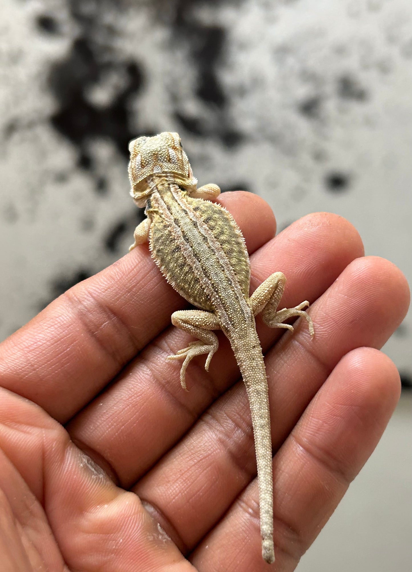 Pogona Hypo leatherback dunner hembra (Nip Tail)