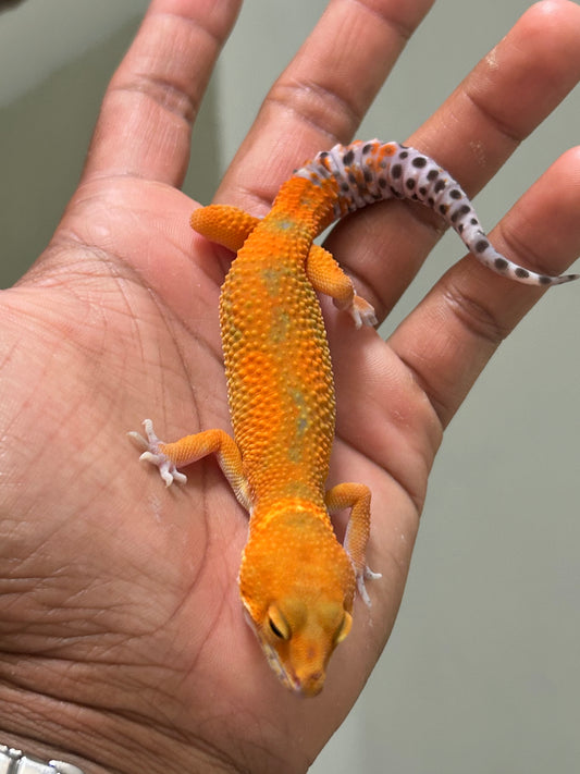 Gecko leopardo Noir dèsir hembra