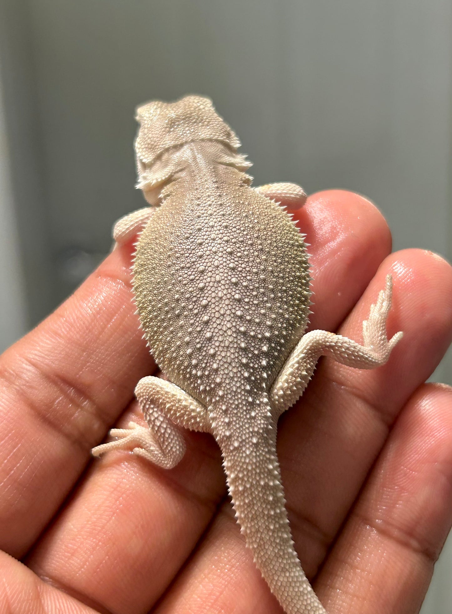 Pogona Witblits het hypo macho