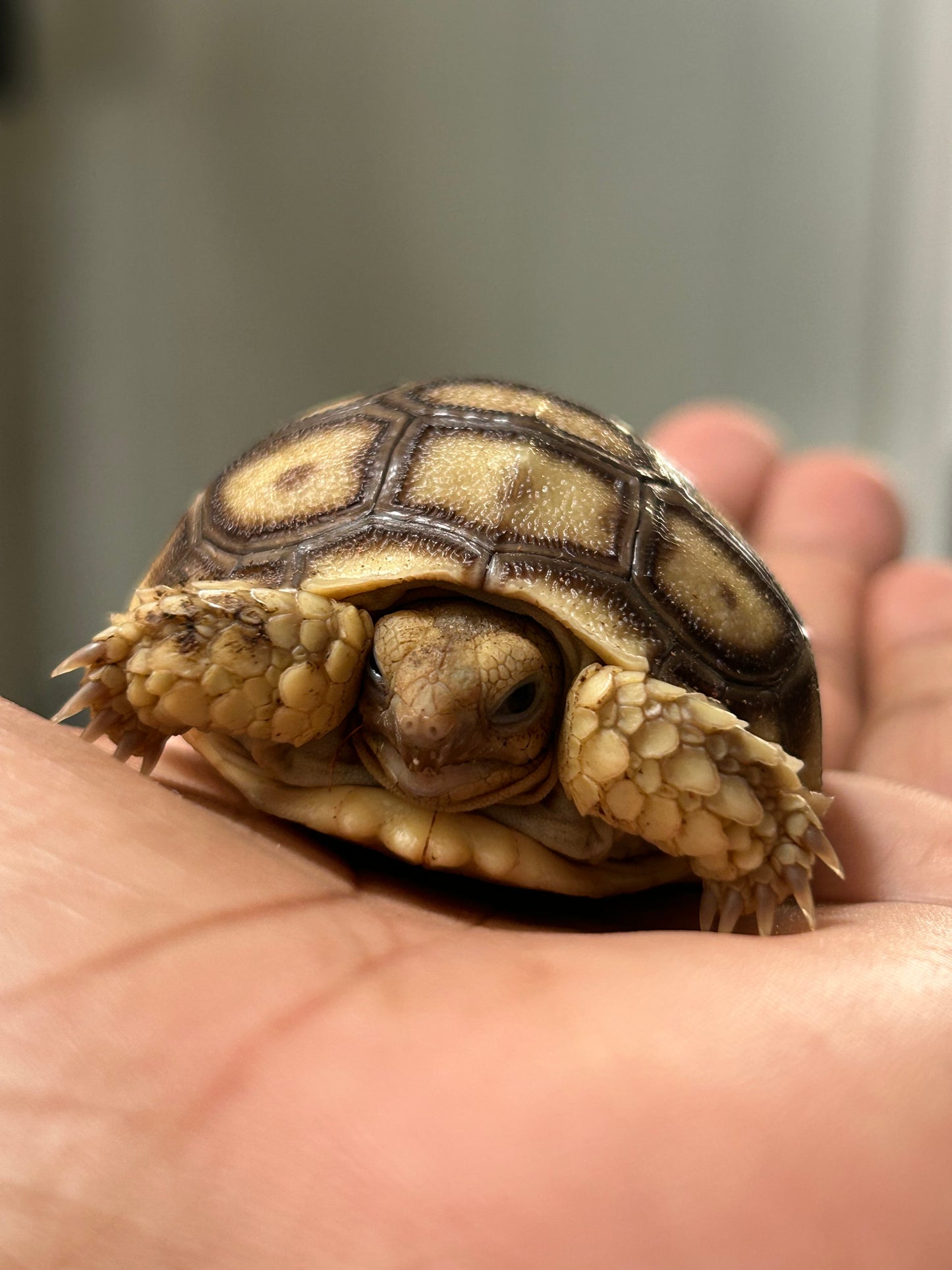 Tortuga sulcata cría