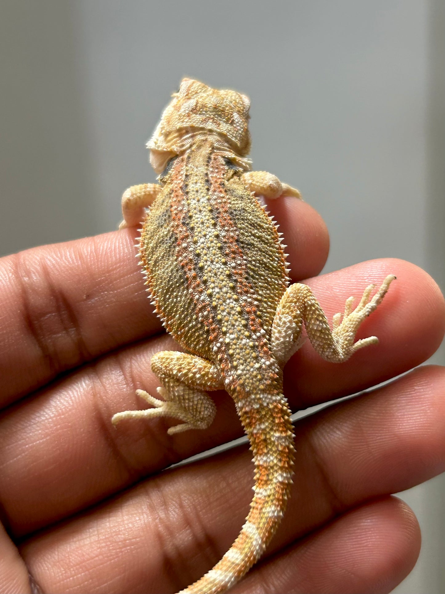 Pogona Hypo hembra