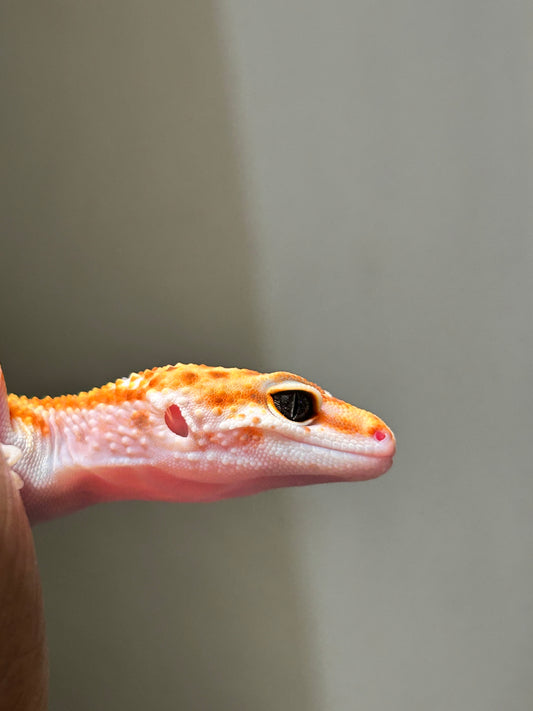 Gecko leopardo Blood macho