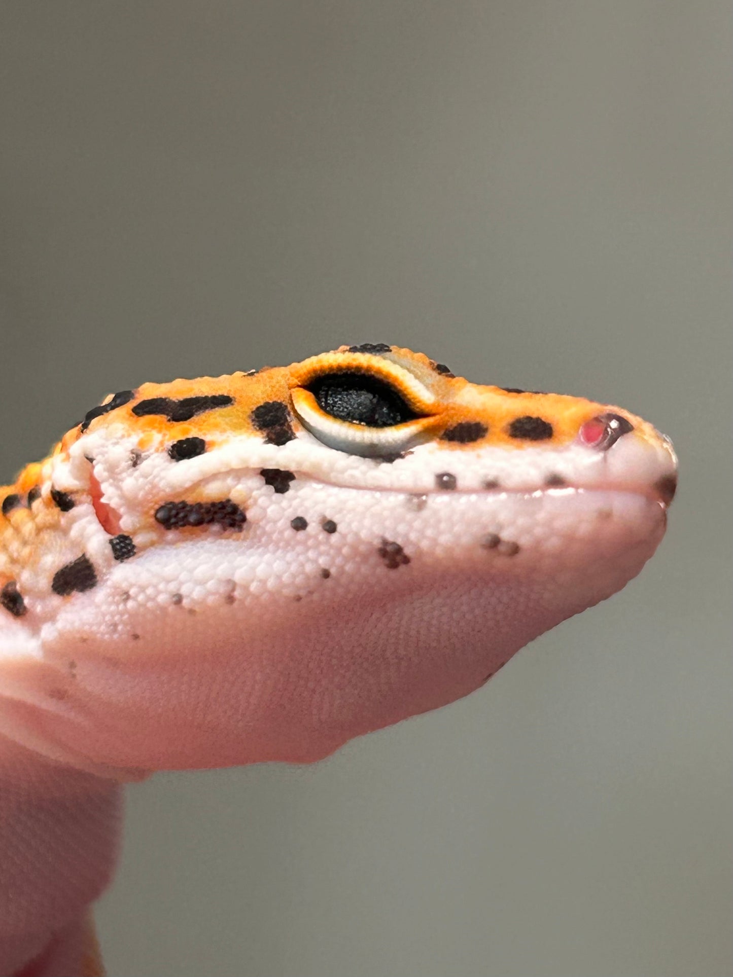 Gecko Leopardo Noir dèsir macho