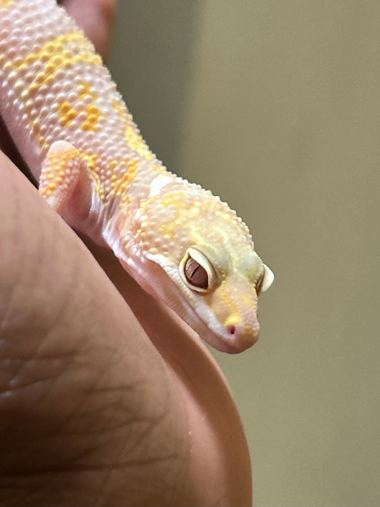 Gecko leopardo snow raptor macho