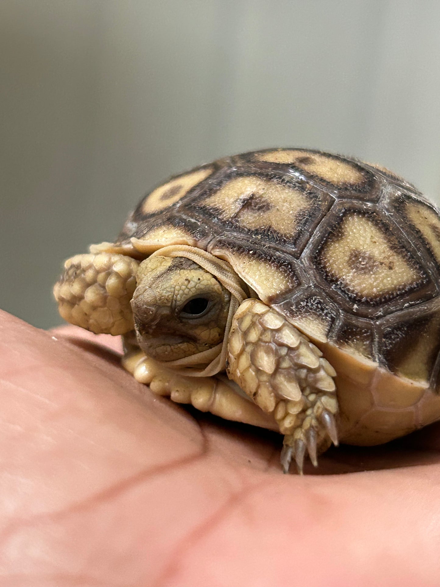 Tortuga sulcata cría