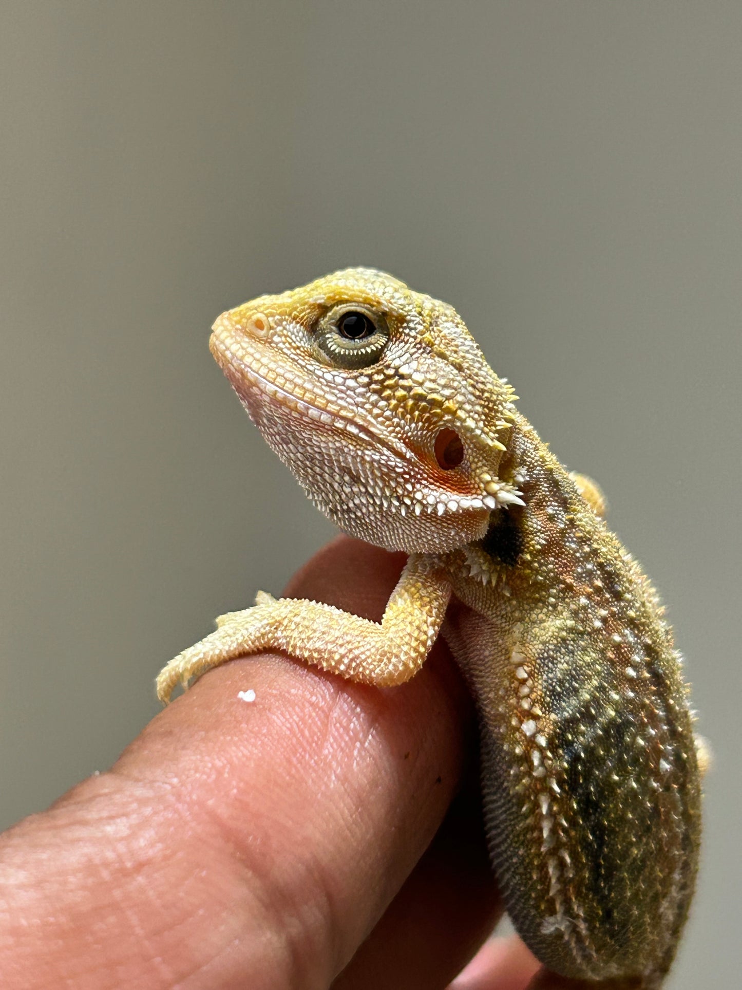 Pogona Citrus hypo dunner hembra