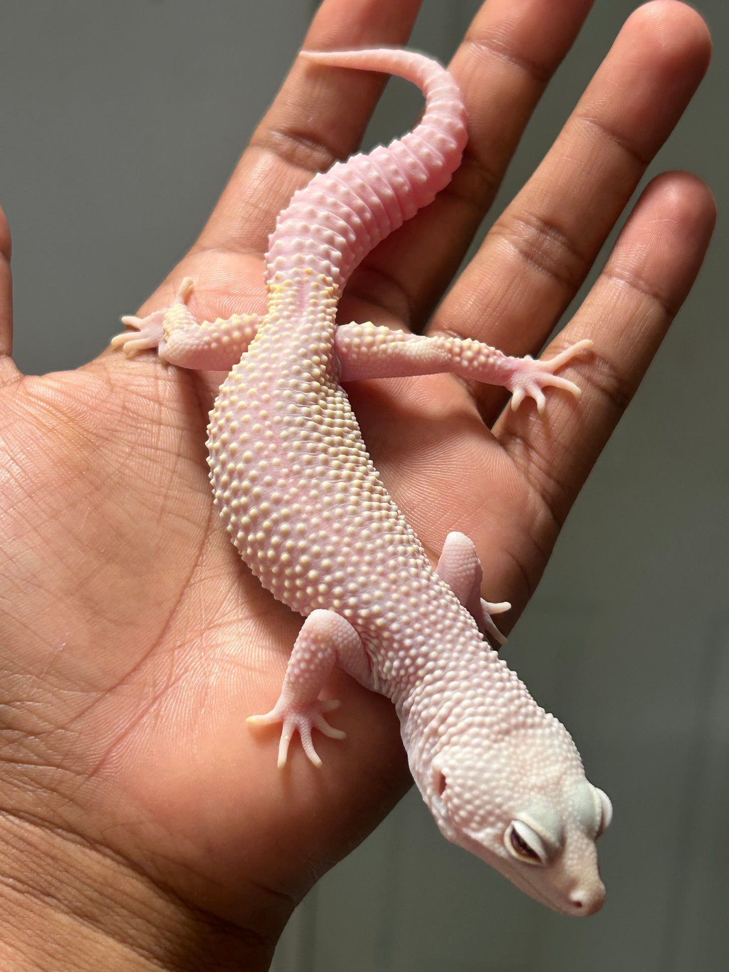 Gecko leopardo Diablo blanco macho