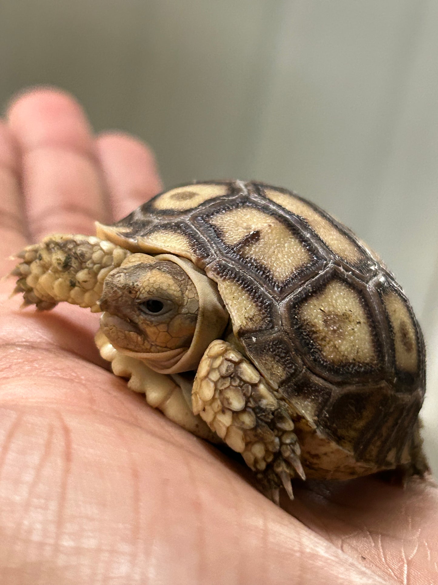 Tortuga sulcata cría