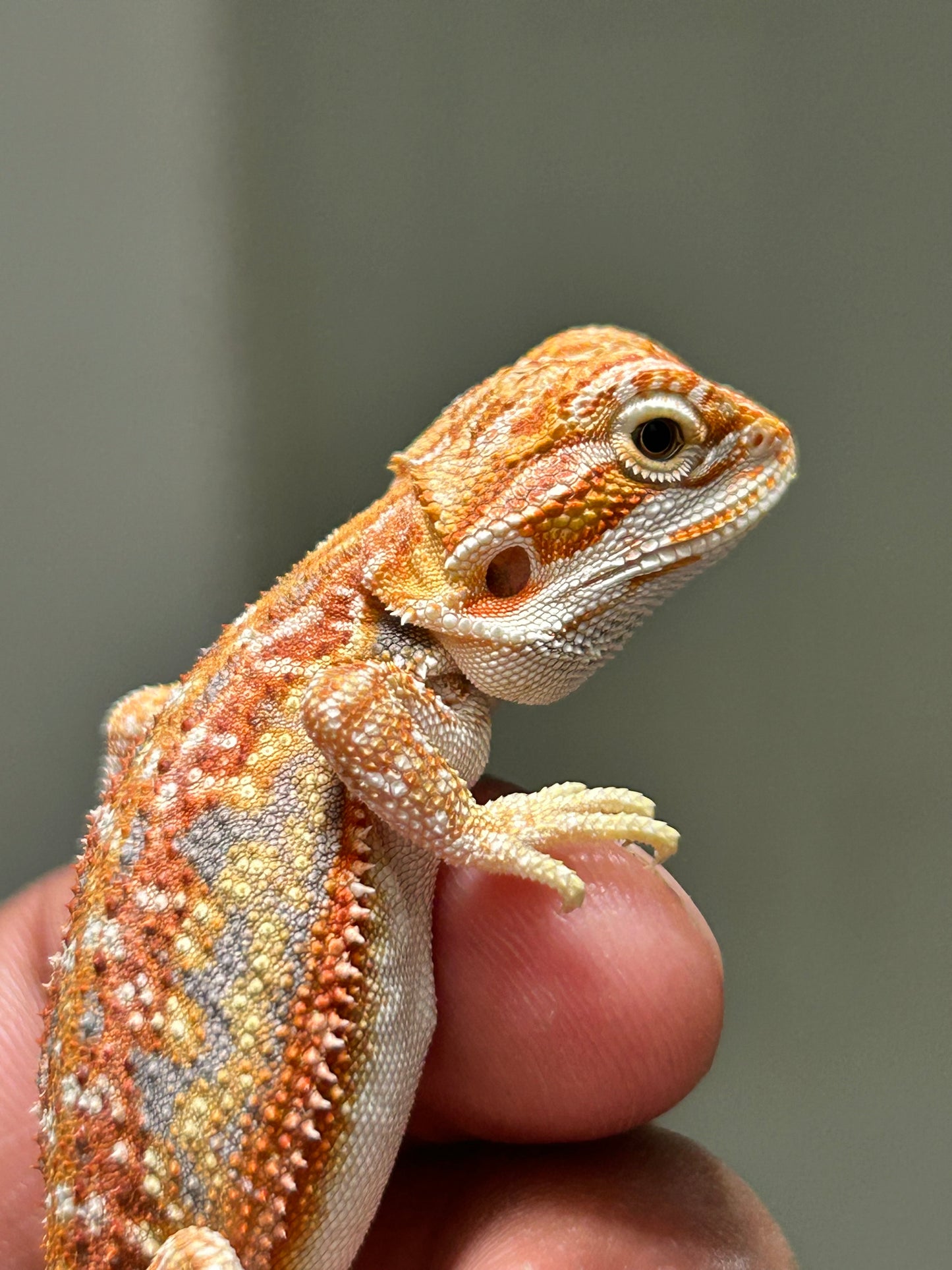Pogona chamuco hypo dunner het trans hembra