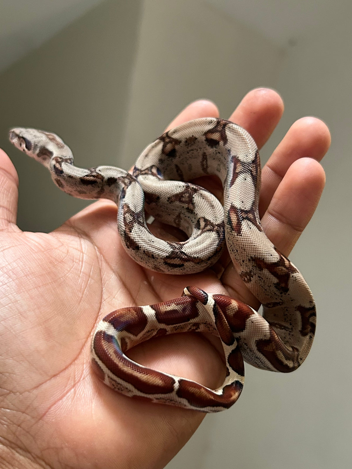 Boa colombiana Hypo macho