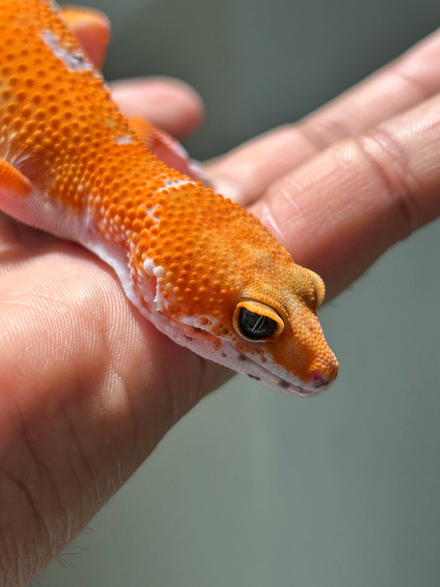 Gecko leopardo Blood inferno macho