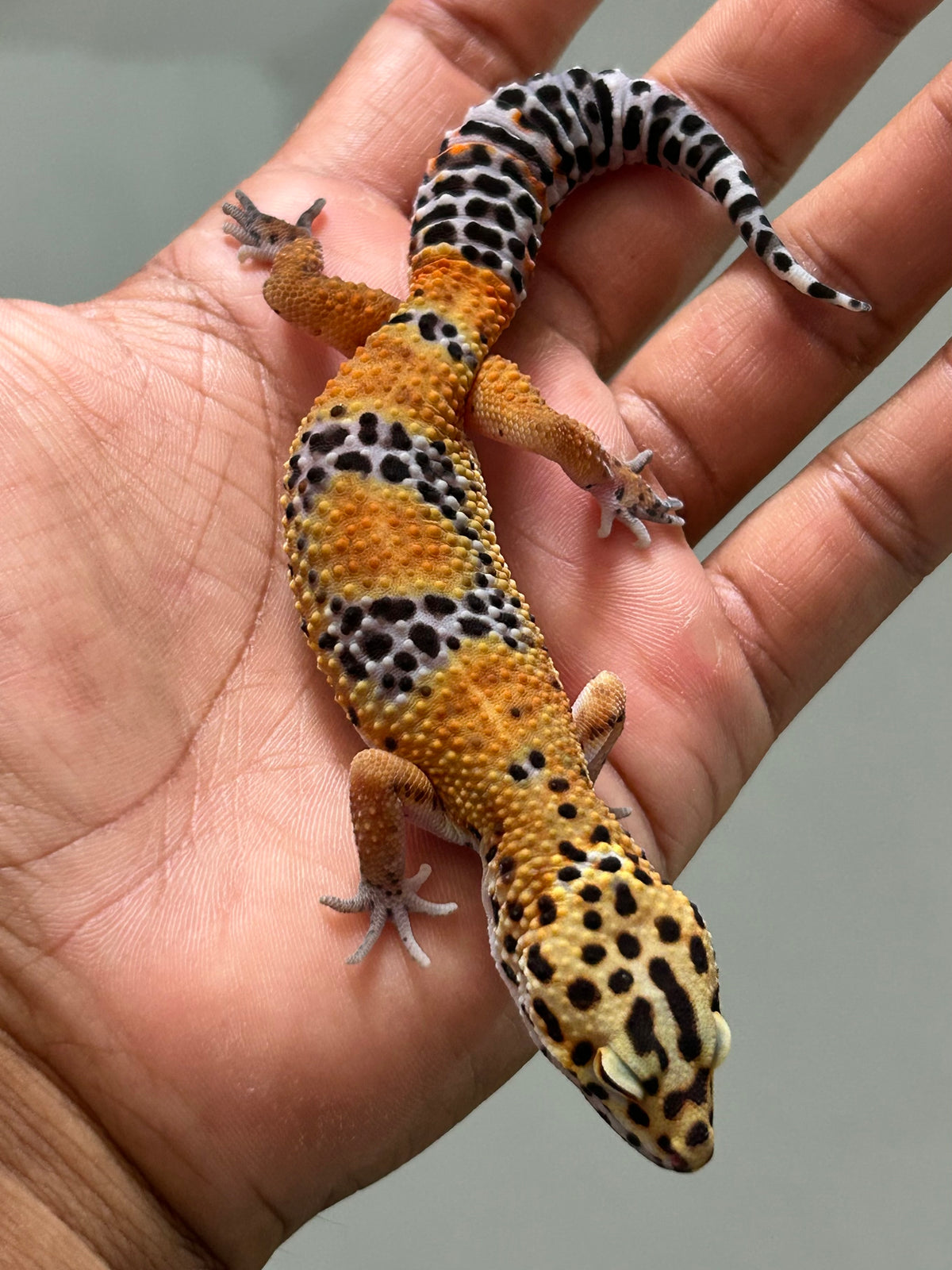 Gecko leopardo Noir dèsir hembra