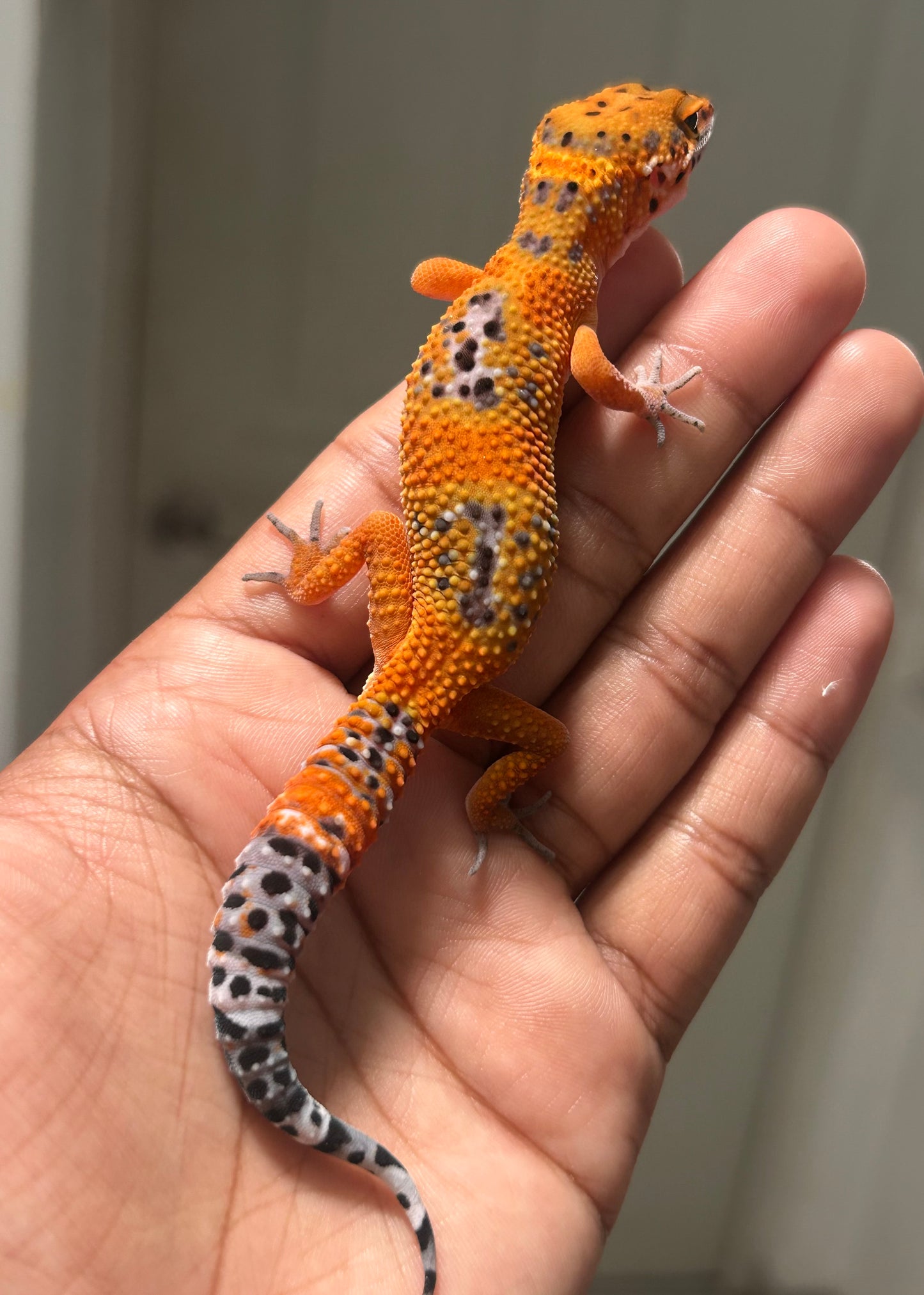 Gecko leopardo Noir dèsir macho
