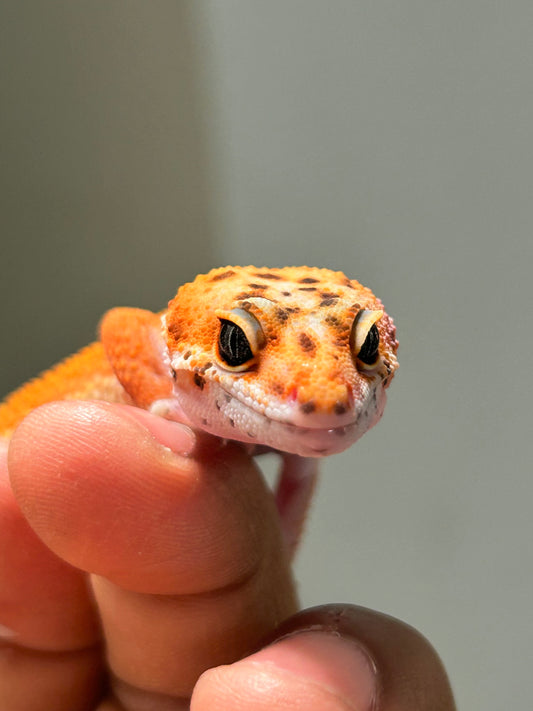 Gecko leopardo Blood inferno macho
