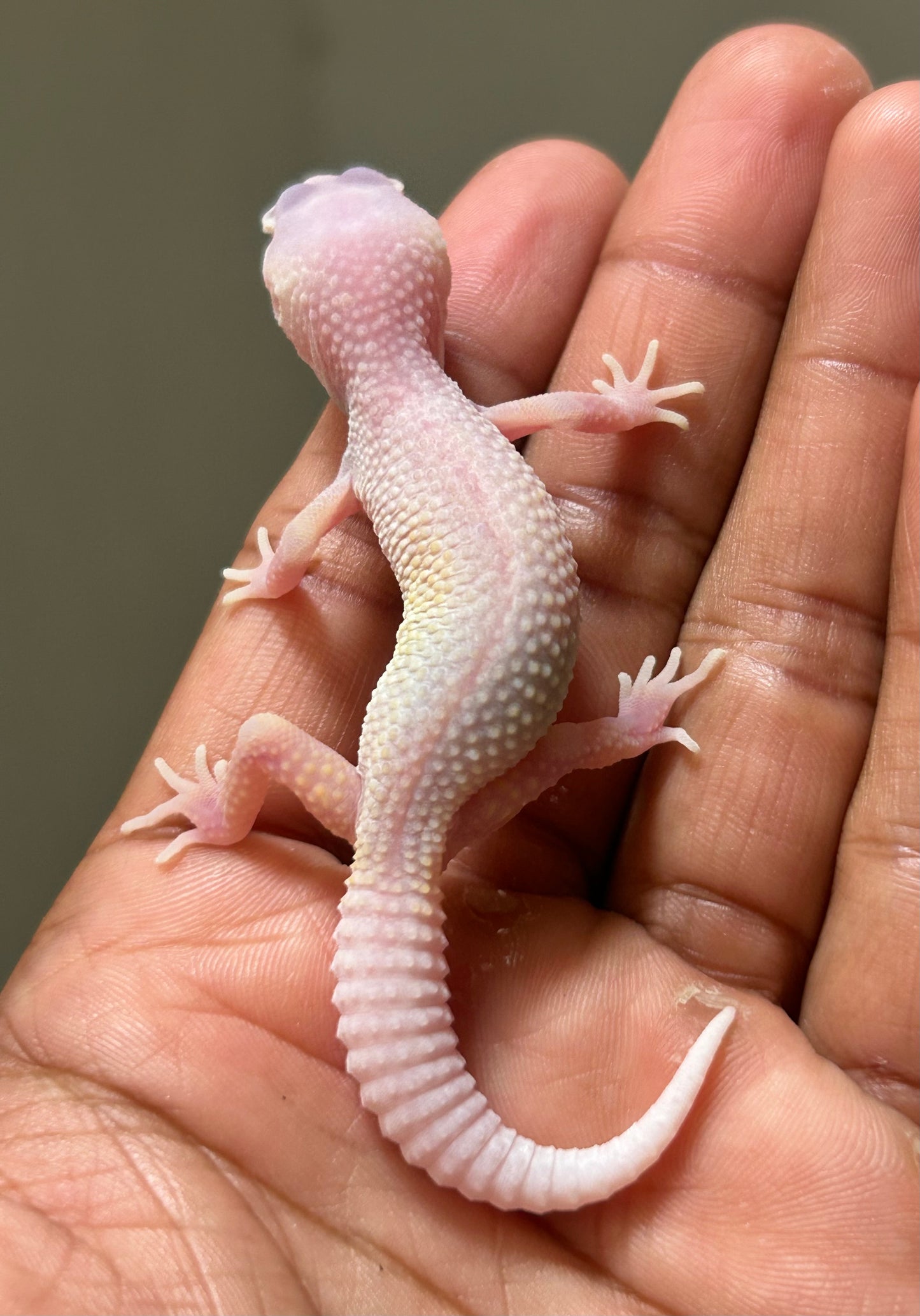 Gecko leopardo diablo blanco macho