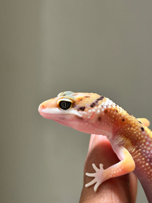Gecko leopardo jungle macho