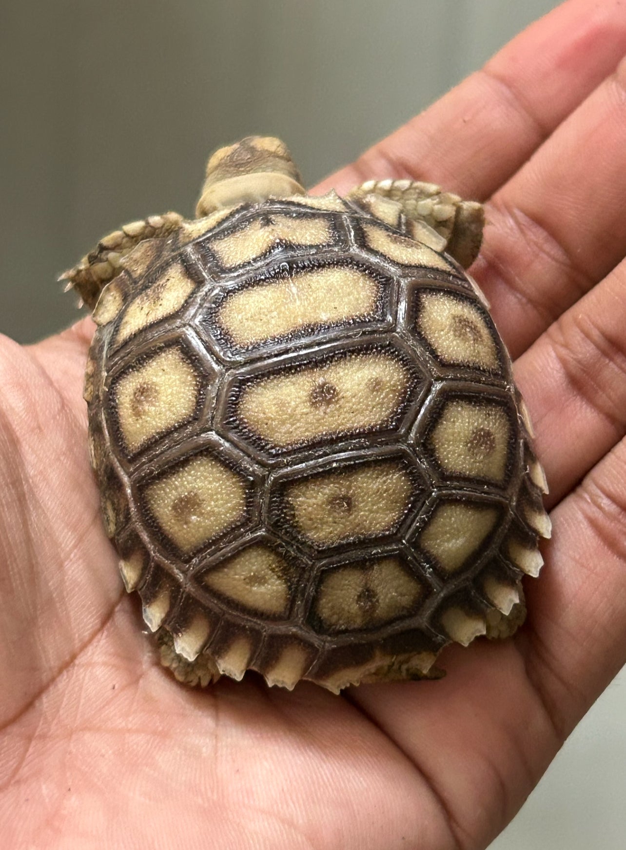 Tortugas sulcata crías