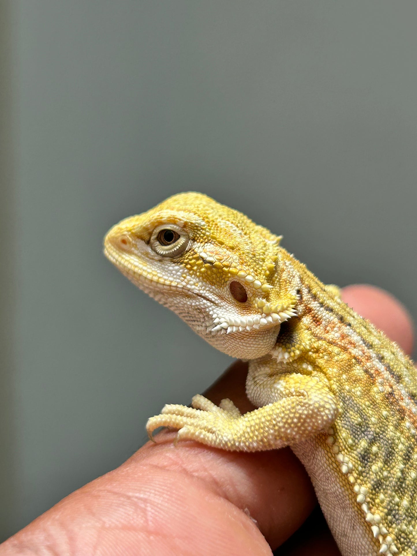 Pogona Citrus hypo leatherback dunner hembra