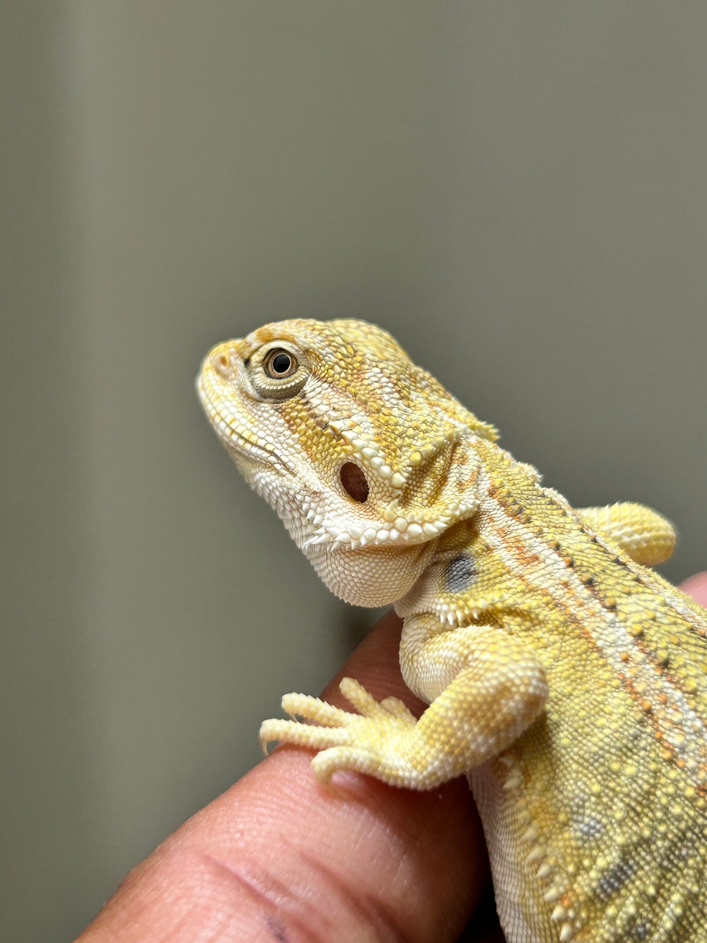 Pogona Citrus Hypo leatherback hembra