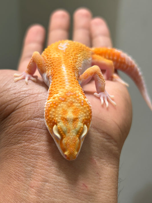 Gecko Leopardo HC Tremper hembra