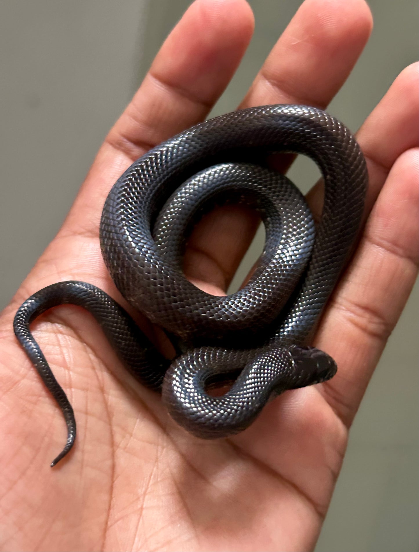 Serpiente Rey Negra Mexicana hembra
