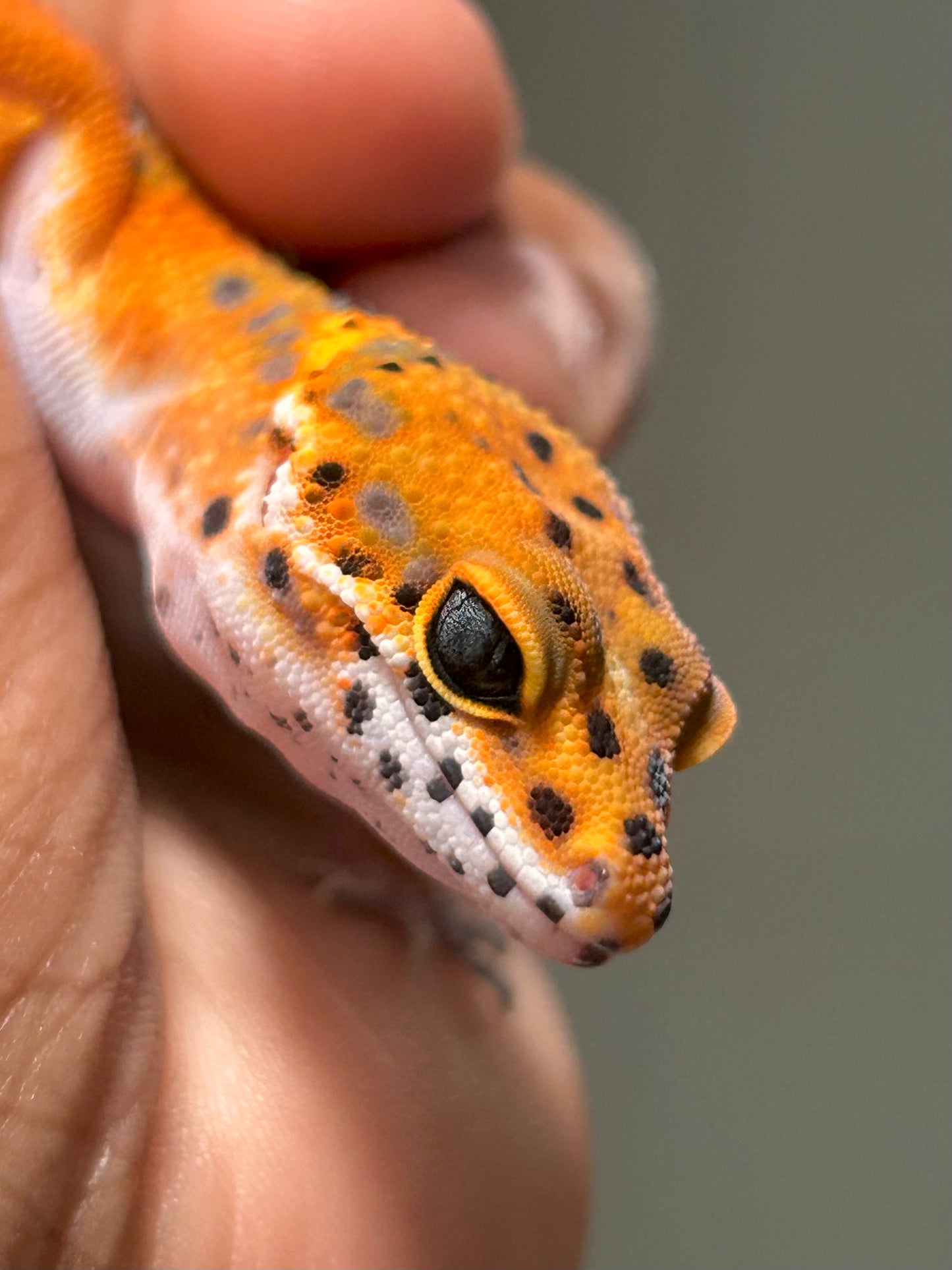 Gecko leopardo Noir dèsir macho