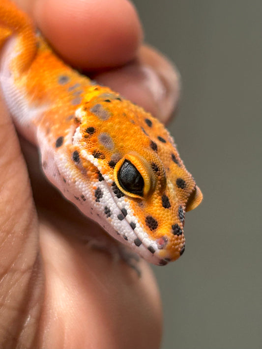 Gecko leopardo Noir dèsir macho