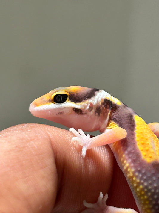 Gecko leopardo jungle