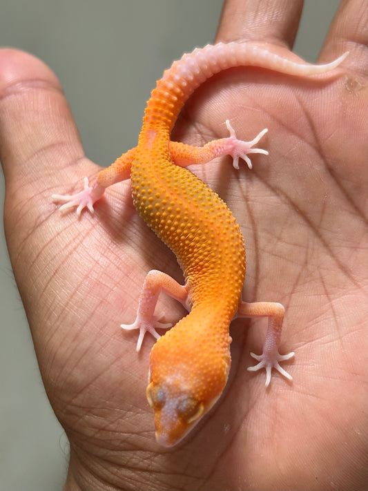 Gecko Leopardo blood raptor macho