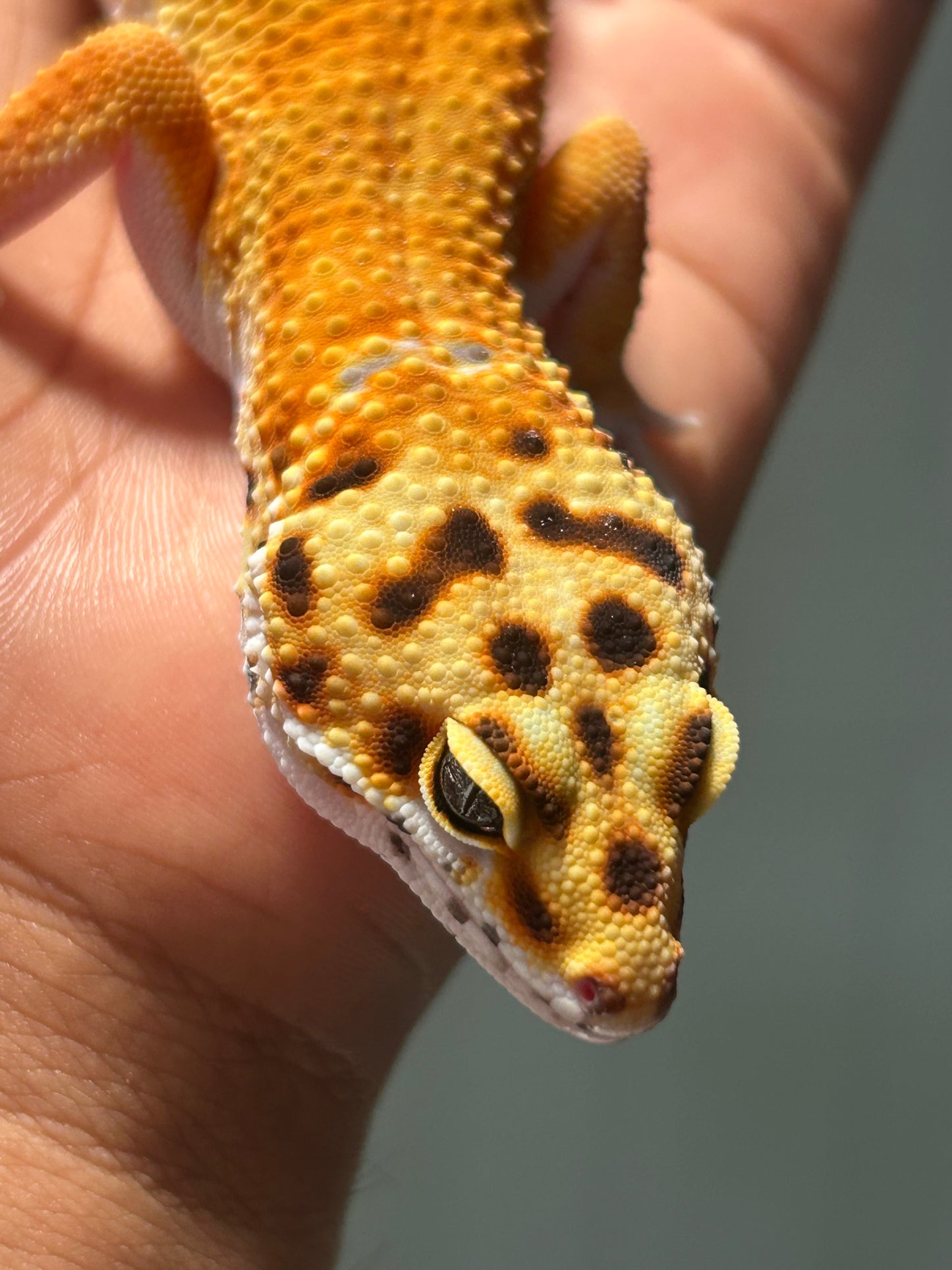 Gecko leopardo Blood macho