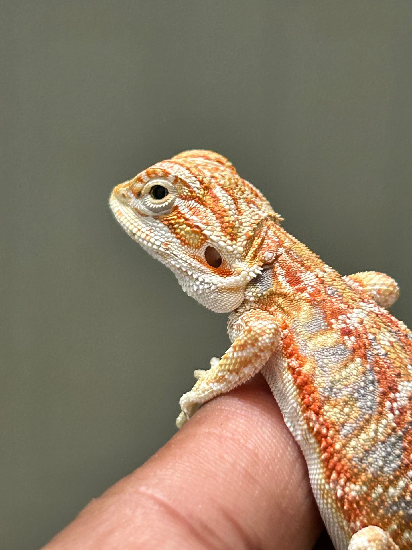 Pogona chamuco hypo het trans hembra
