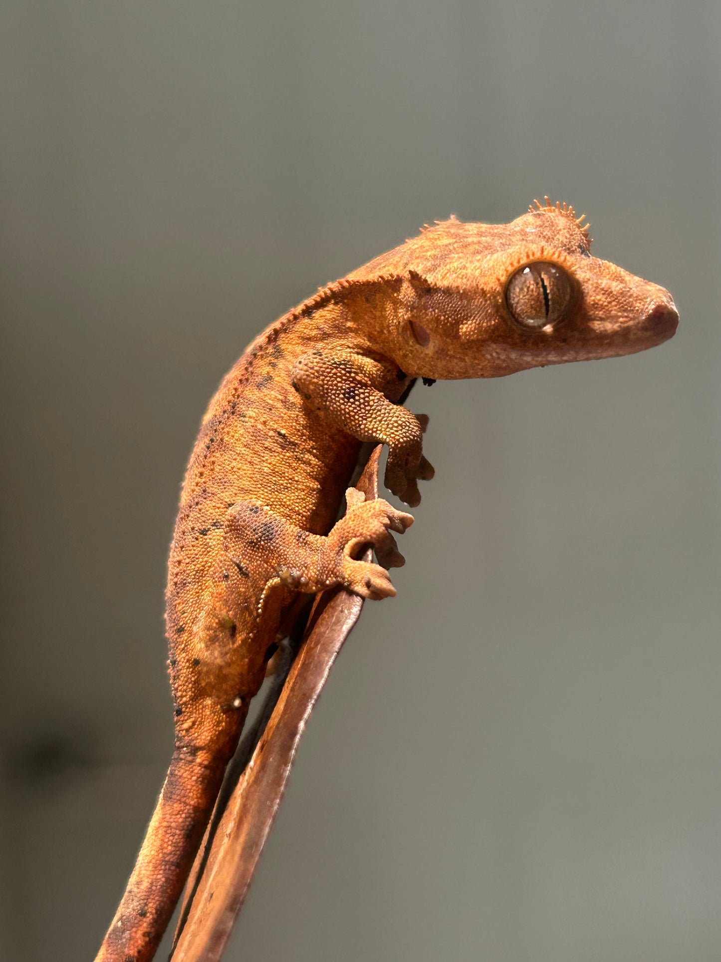 Gecko crestado dalmata