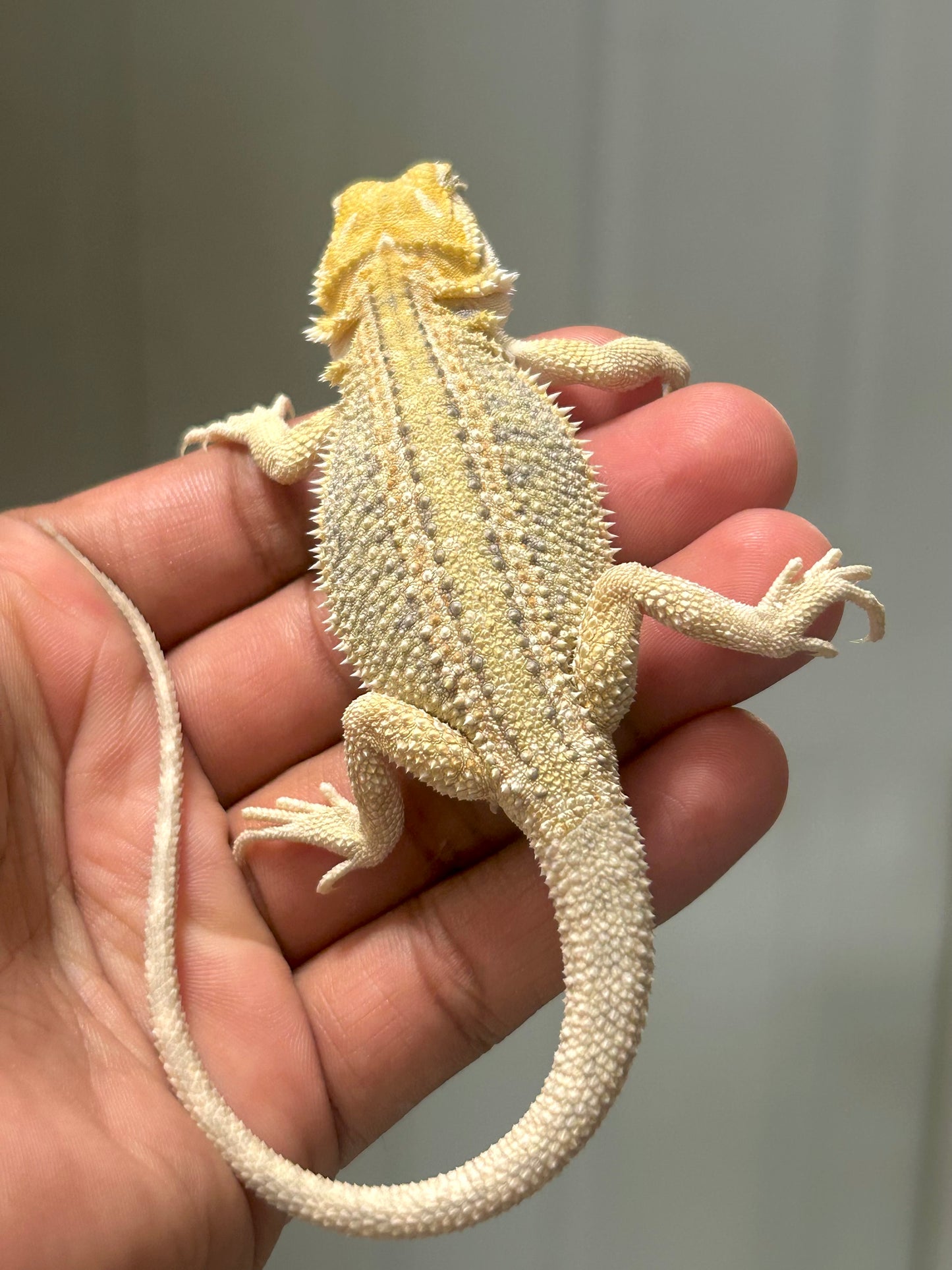 Pogona Citrus hypo dunner hembra