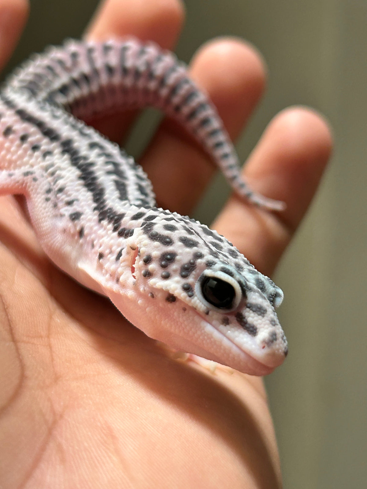 Gecko leopardo Super Snow macho