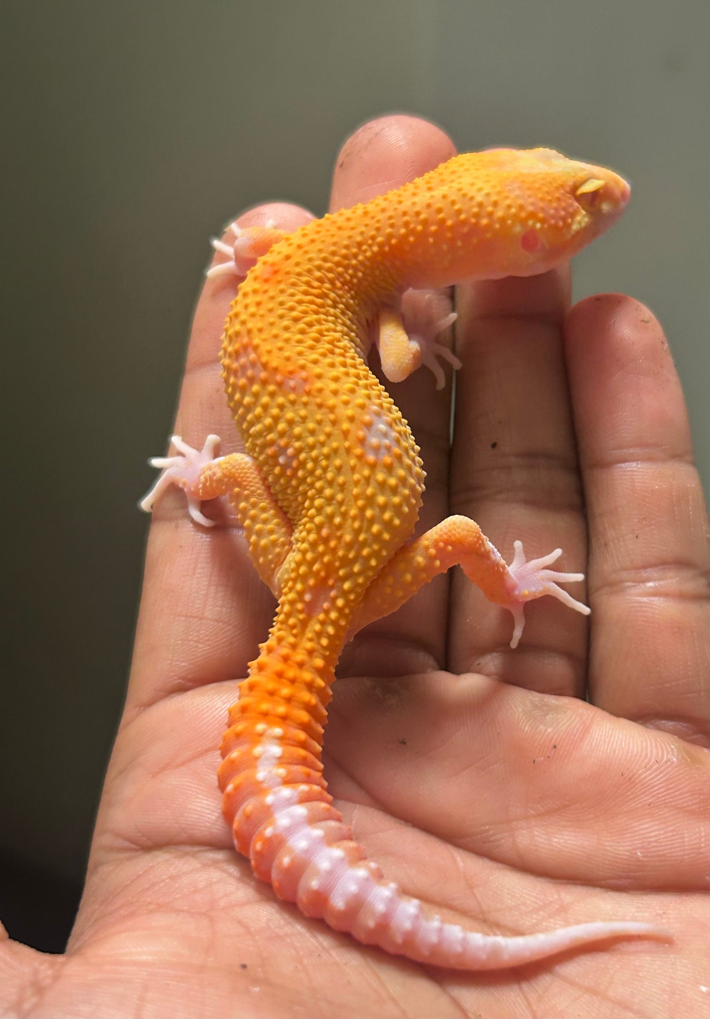 Gecko leopardo Blood raptor macho