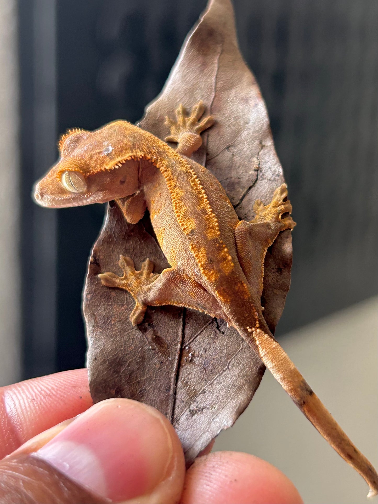 Gecko crestado harlequin