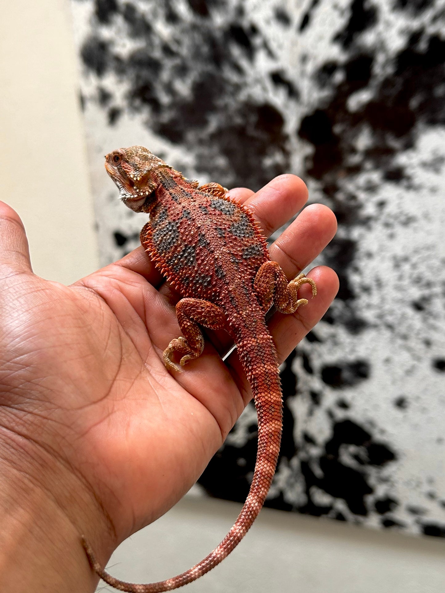 Pogona Red Hypo Blue Tiger Macho