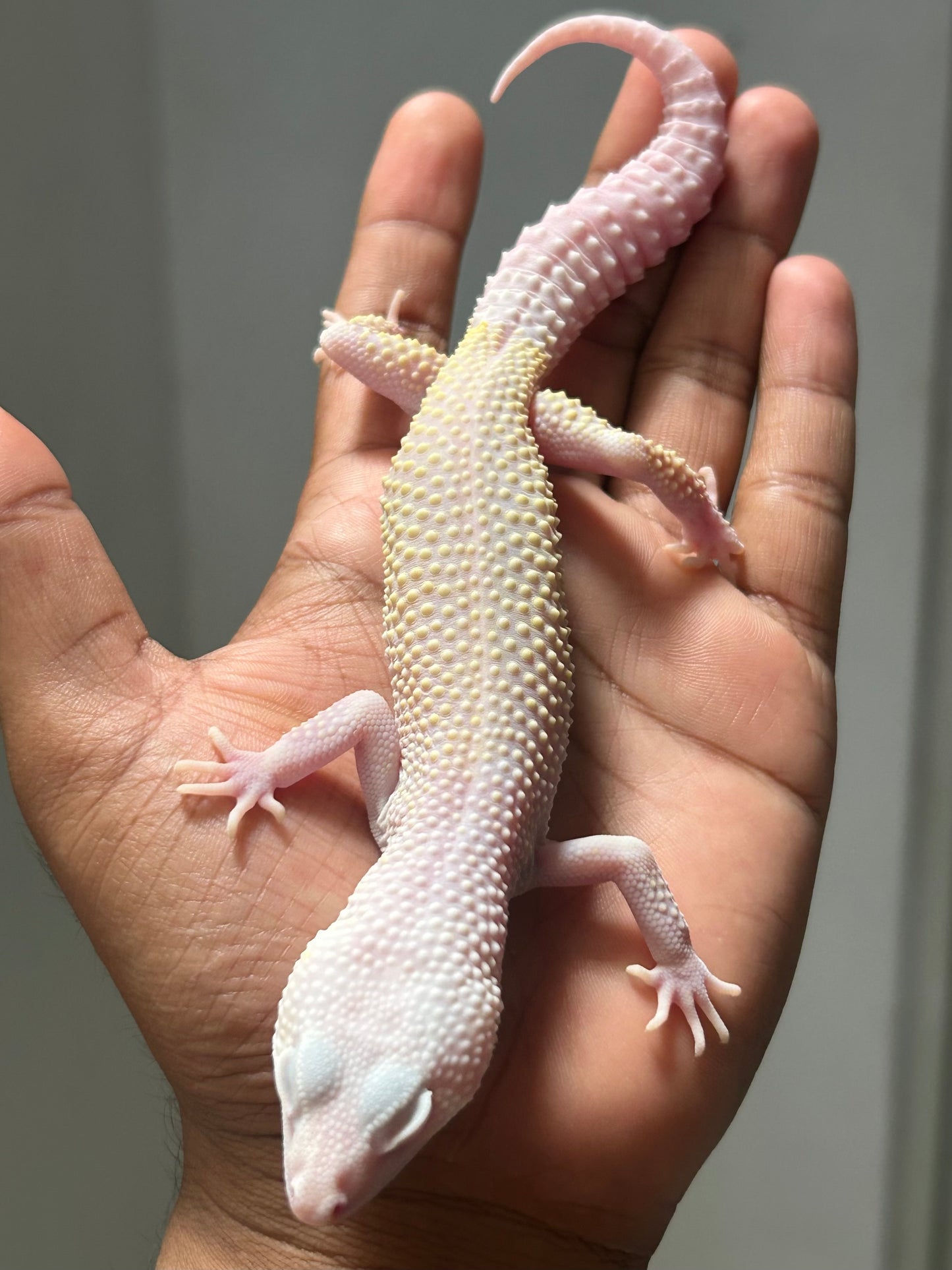 Gecko leopardo diablo blanco macho