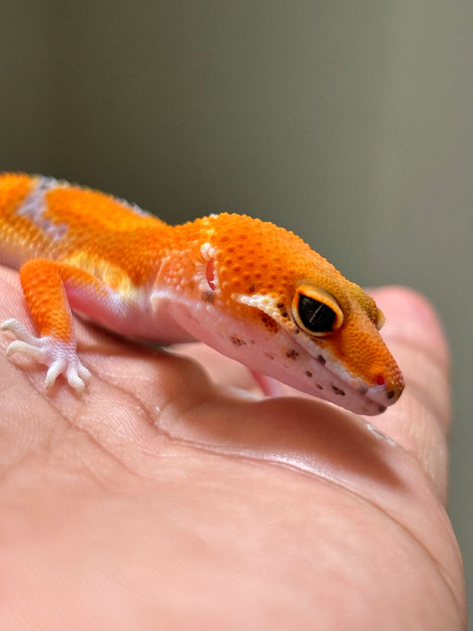 Gecko leopardo blood inferno macho
