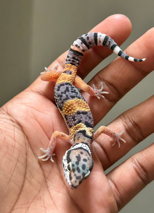 Gecko leopardo Tangerine macho