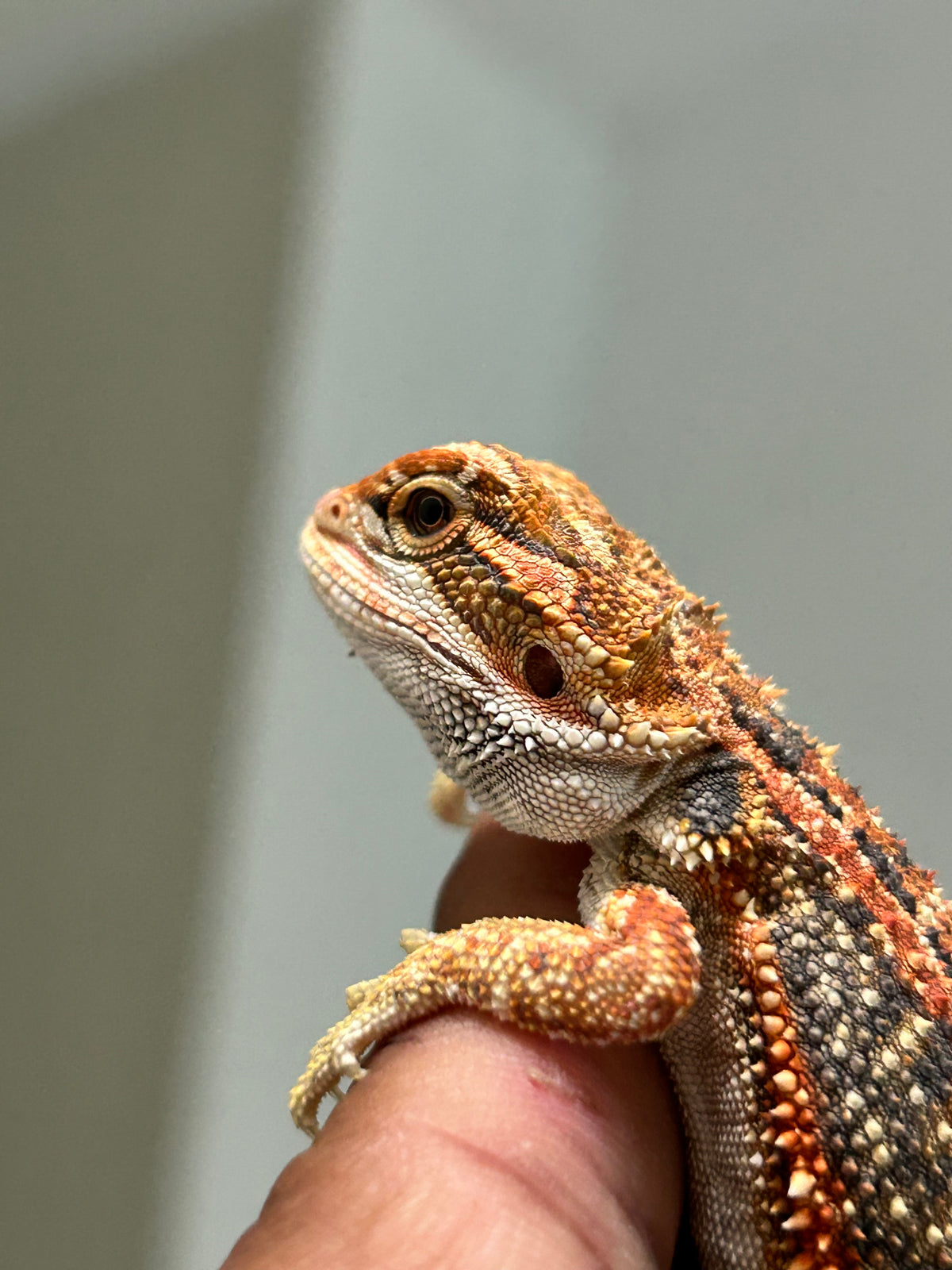 Pogona Orange hypo dunner hembra