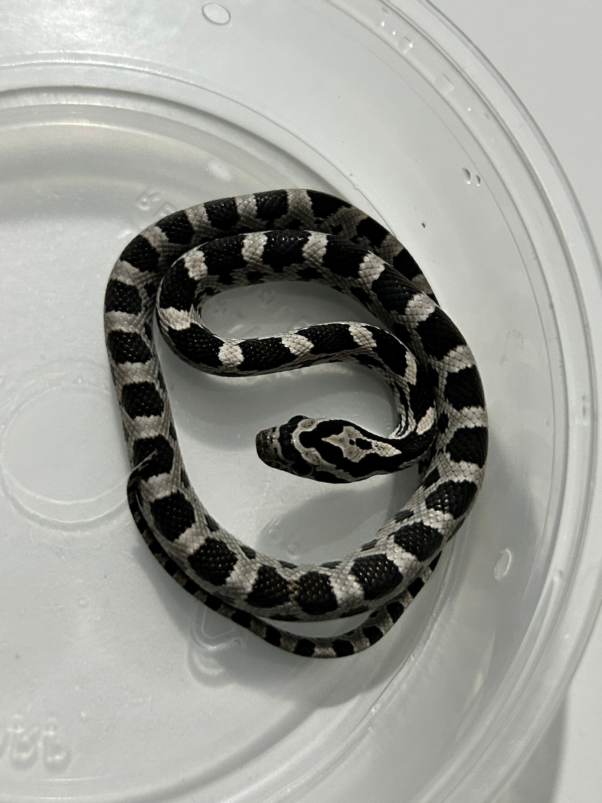 Serpiente del maíz black anery hembra