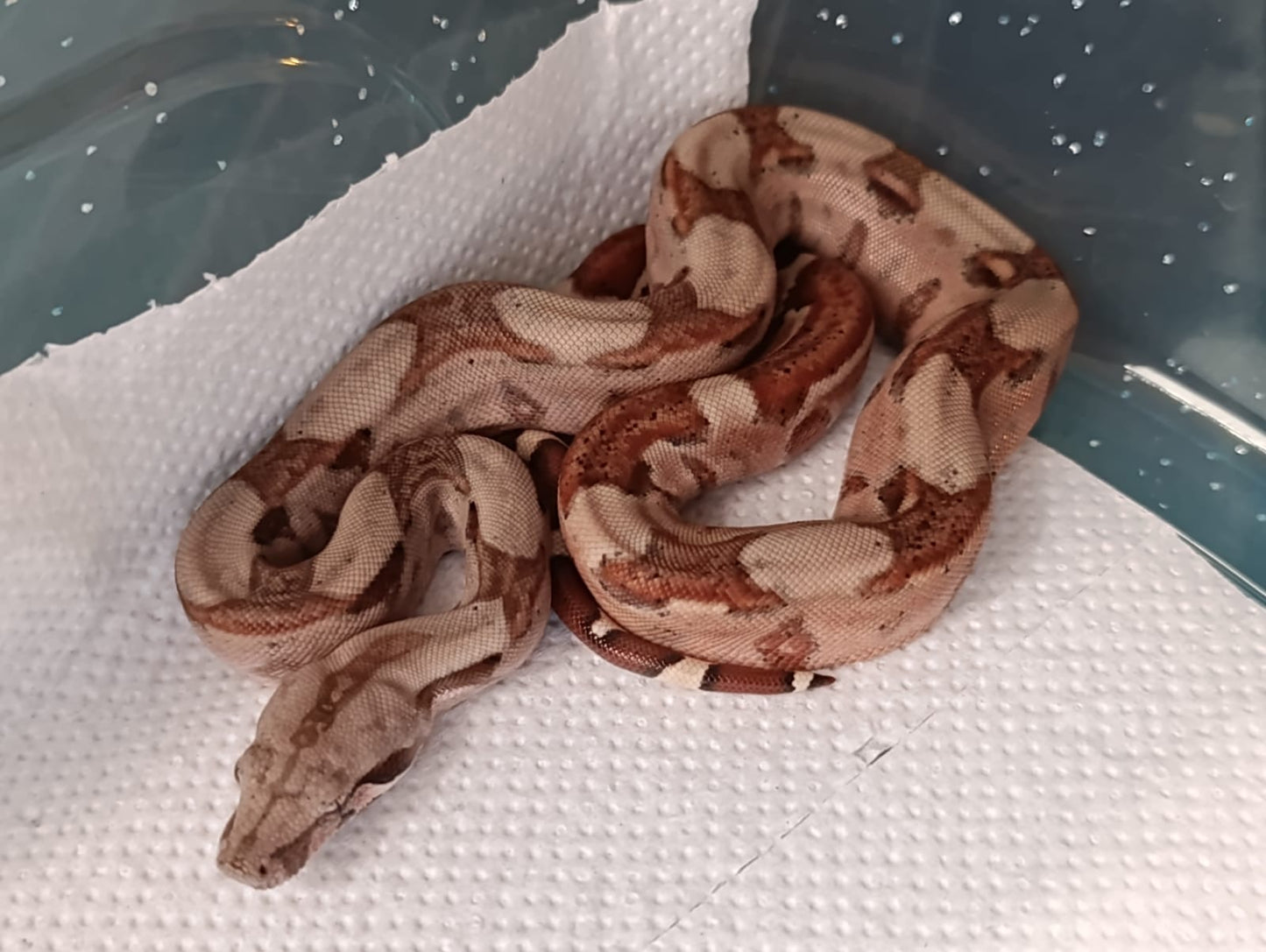 Boa colombiana Hypo macho
