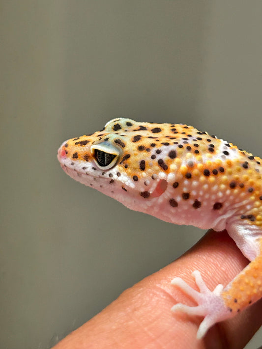 Gecko Leopardo Blood macho