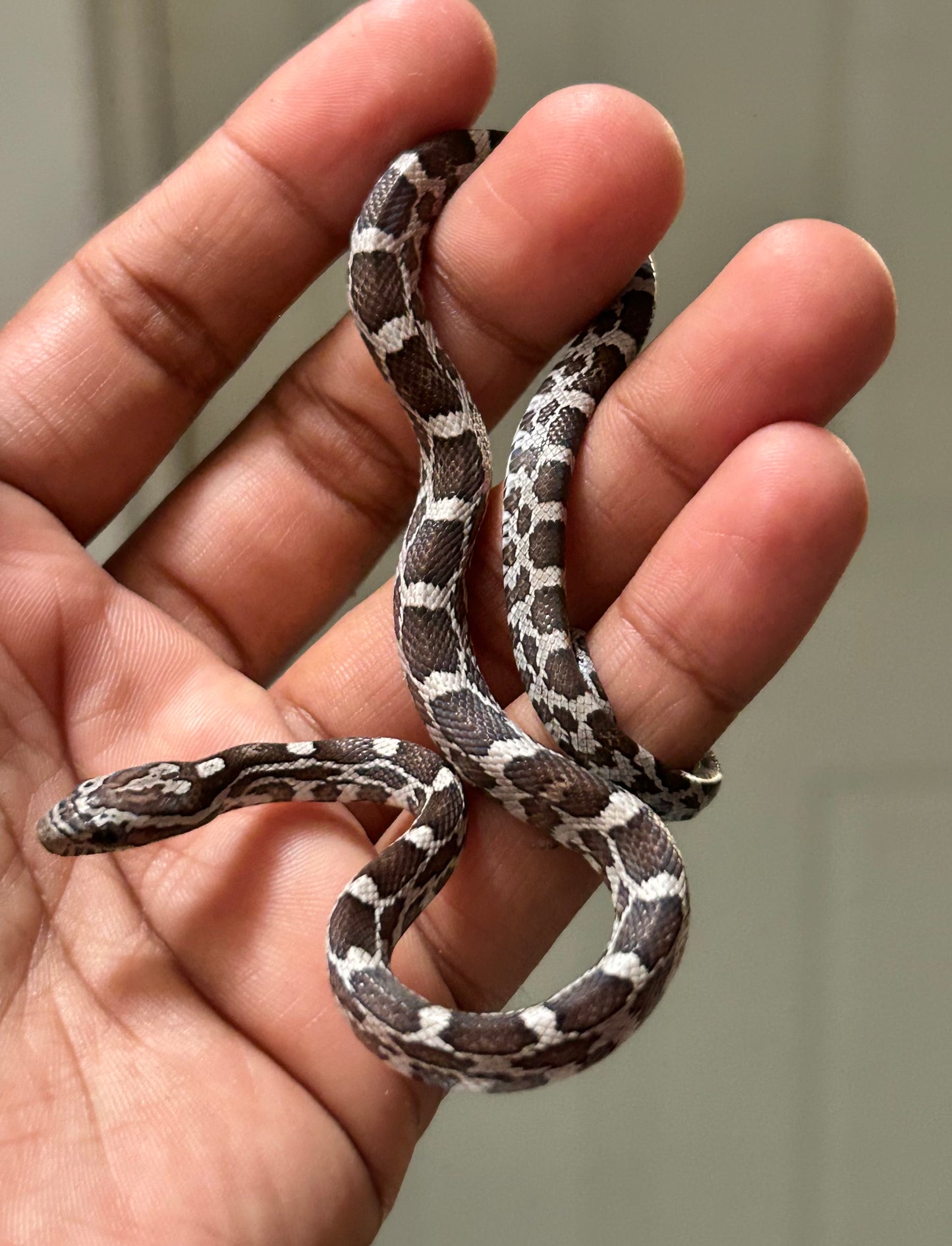 Serpiente maicera anery hembra