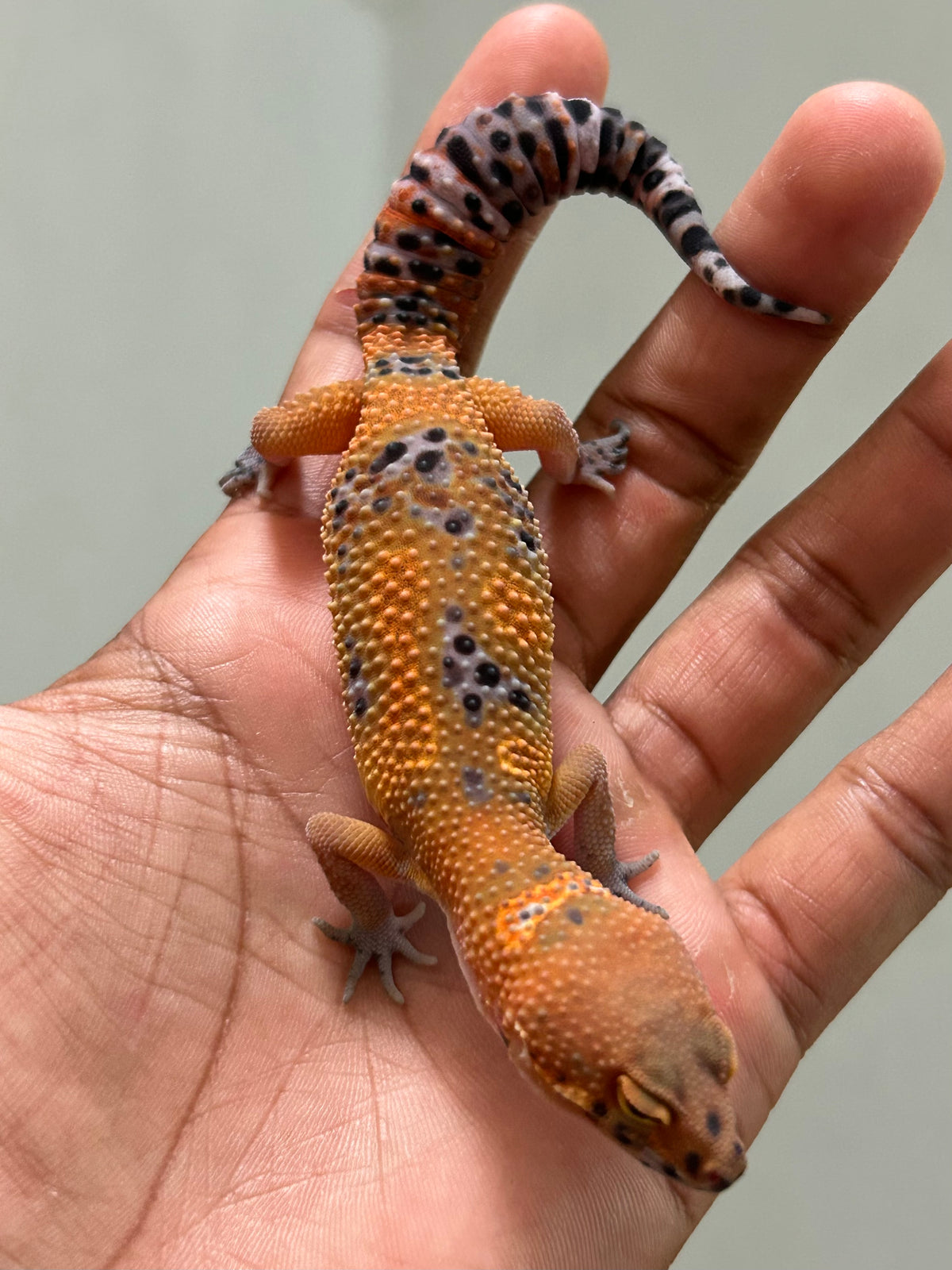 Gecko leopardo Noir dèsir macho
