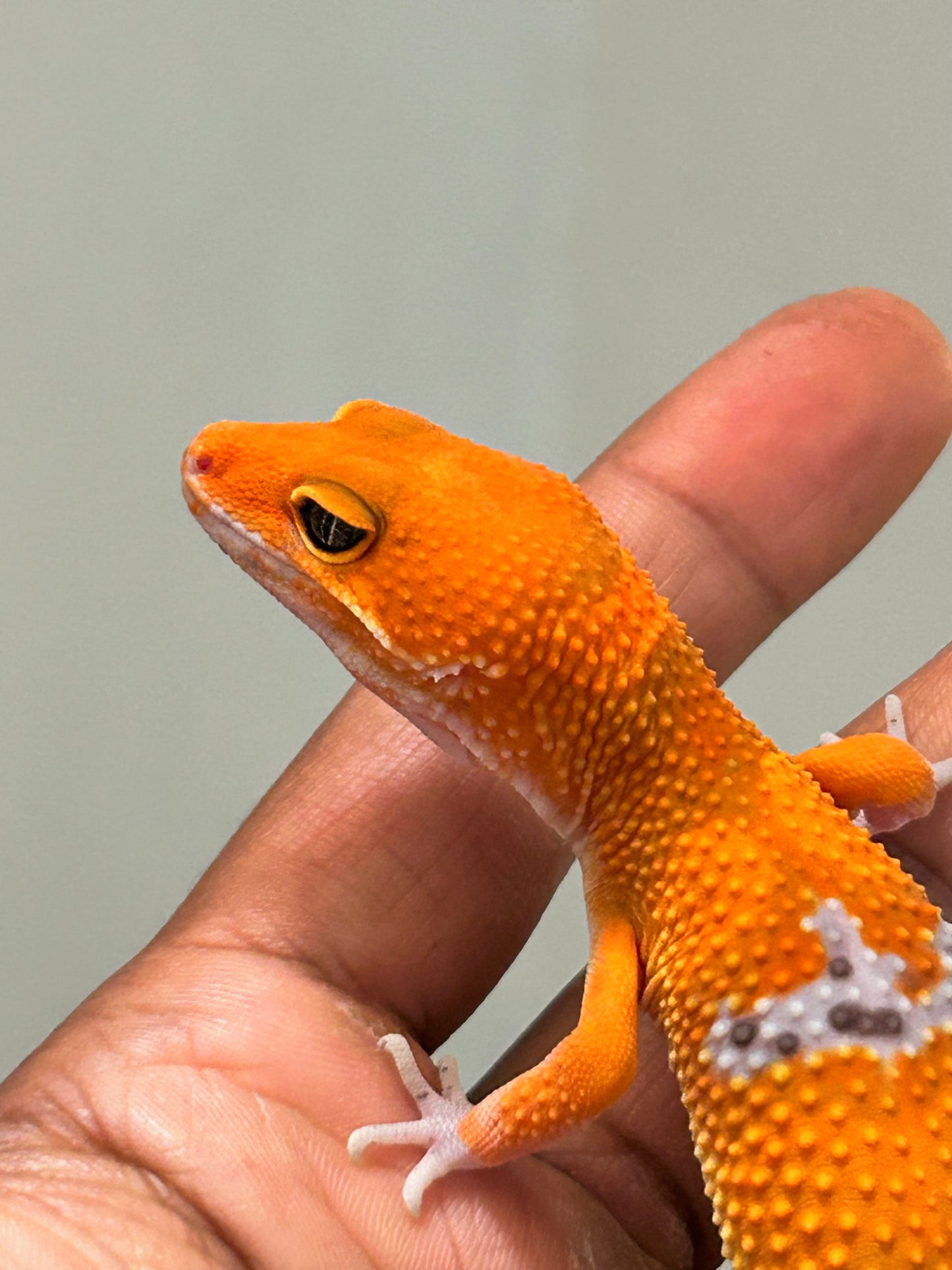 Gecko leopardo blood inferno macho