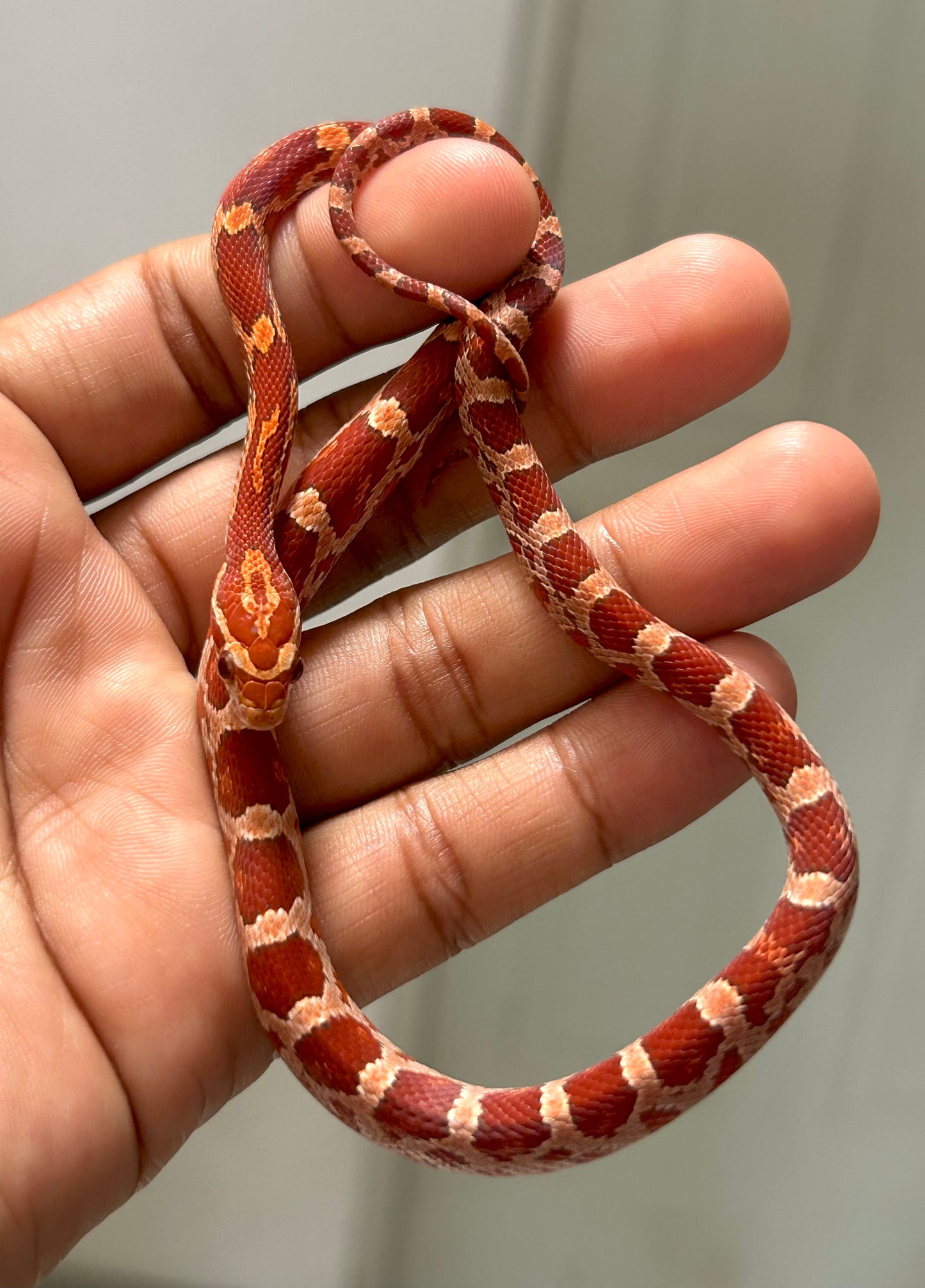 Serpiente maicera hypo macho